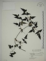 巴氏鐵線蓮藏品圖，第1張