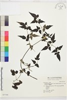 巴氏鐵線蓮藏品圖，第2張