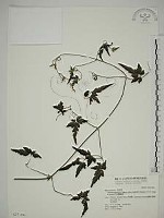 巴氏鐵線蓮藏品圖，第1張