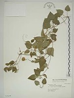 屏東鐵線蓮藏品圖，第1張