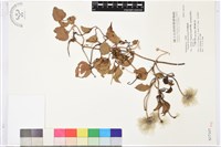 屏東鐵線蓮藏品圖，第2張