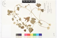 屏東鐵線蓮藏品圖，第2張