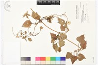 屏東鐵線蓮藏品圖，第2張