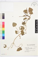 屏東鐵線蓮藏品圖，第1張