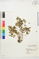 鐵線蕨葉人字果、臺灣人字果藏品圖，第1張