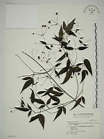 巴氏鐵線蓮藏品圖，第1張