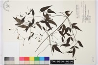 巴氏鐵線蓮藏品圖，第2張