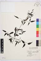 田村氏鐵線蓮藏品圖，第1張