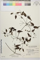 田村氏鐵線蓮藏品圖，第2張