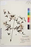 田村氏鐵線蓮藏品圖，第1張