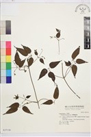 彭氏鐵線蓮藏品圖，第2張