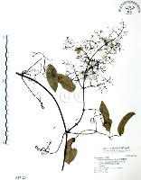 柱果鐵線蓮藏品圖，第1張