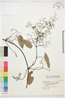 柱果鐵線蓮藏品圖，第2張