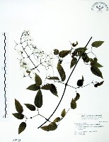 柱果鐵線蓮藏品圖，第1張