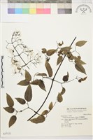 柱果鐵線蓮藏品圖，第2張