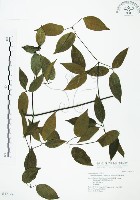 柱果鐵線蓮藏品圖，第1張