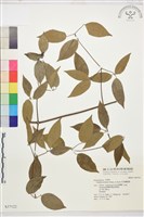 柱果鐵線蓮藏品圖，第2張