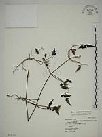 巴氏鐵線蓮藏品圖，第1張