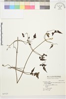 巴氏鐵線蓮藏品圖，第2張