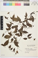 彭氏鐵線蓮藏品圖，第2張