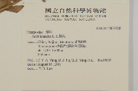 紫菀藏品圖，第2張