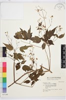 短尾鐵線蓮藏品圖，第1張