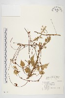 日本菟絲子藏品圖，第1張