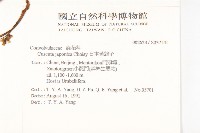 日本菟絲子藏品圖，第2張