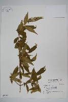 六道木藏品圖，第1張