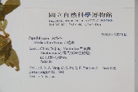 六道木藏品圖，第2張