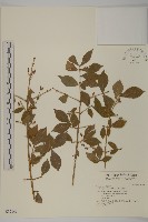 衛矛藏品圖，第1張