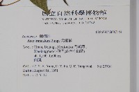 元寶槭藏品圖，第2張