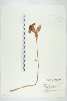 白八寶藏品圖，第1張