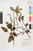 興安升麻藏品圖，第1張