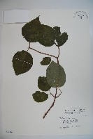 香莢迷藏品圖，第1張