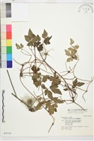 齒葉鐵線蓮藏品圖，第1張