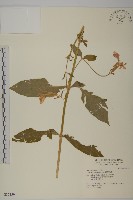 淺裂剪秋蘿藏品圖，第1張