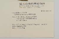 淺裂剪秋蘿藏品圖，第2張