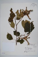 毛榛藏品圖，第1張