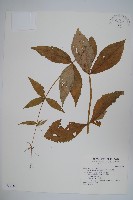 展枝沙參藏品圖，第1張