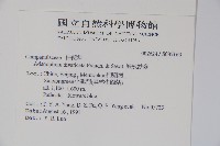 展枝沙參藏品圖，第2張