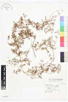 芹葉鐵線蓮藏品圖，第1張