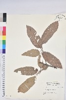 登錄號:S037170藏品圖，第1張