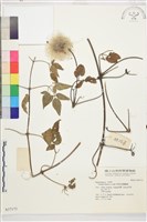 西伯利亞鐵線蓮藏品圖，第1張