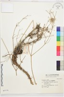 准葛爾鐵線蓮藏品圖，第1張