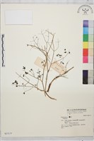 登錄號:S037177藏品圖，第1張