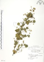 冬葵子藏品圖，第1張