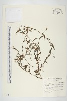 戟葉菜欒藤藏品圖，第1張