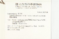 戟葉菜欒藤藏品圖，第2張