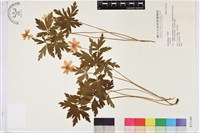 登錄號:S037189藏品圖，第1張